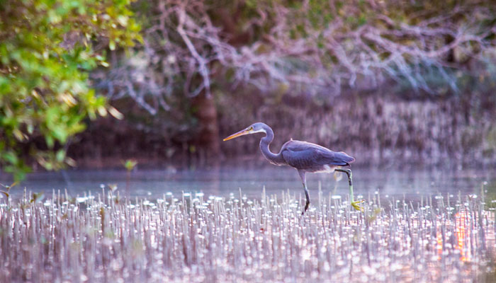 Dugongs and sealife in qatar during whale shark cruise